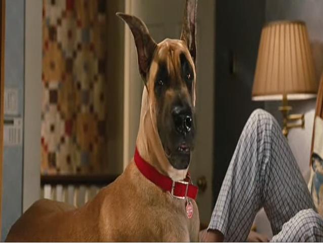 Marmaduke