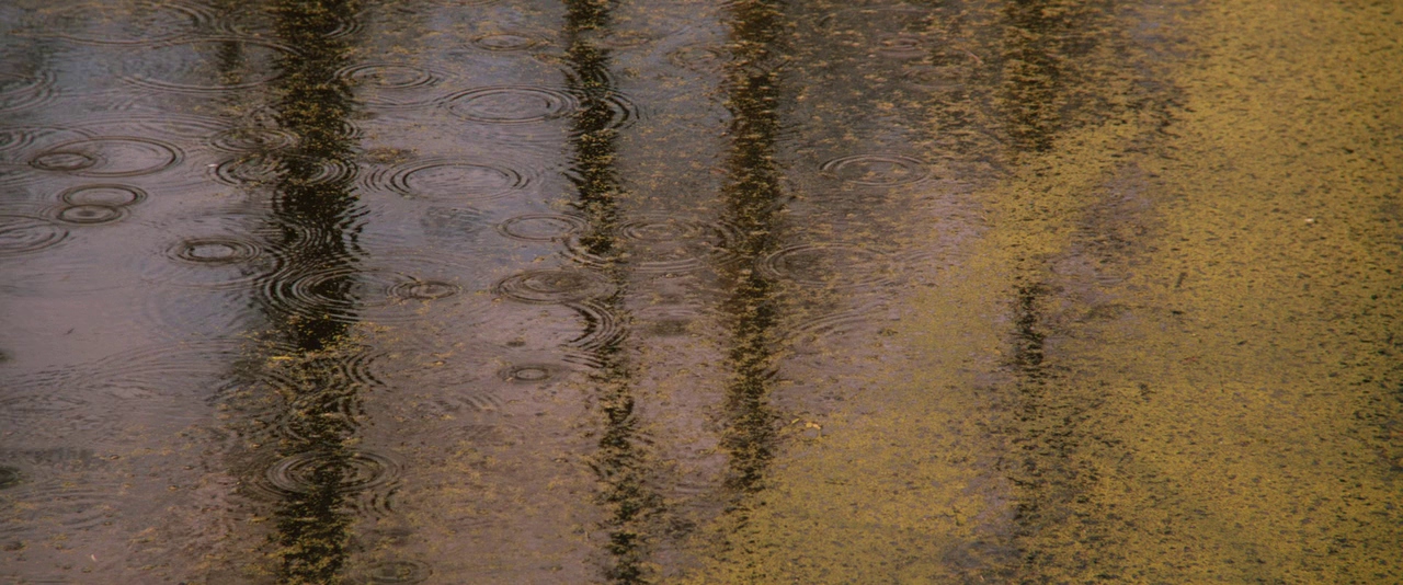 Prince Avalanche