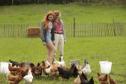 Funny Birds - Das Gelbe vom Ei