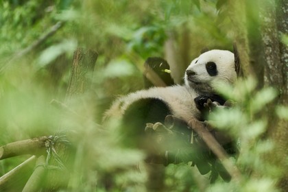 Moon, der Panda