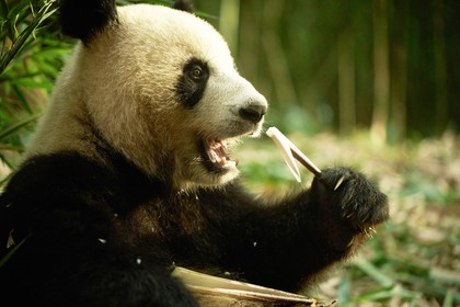 Moon, der Panda