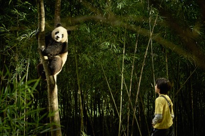 Moon, der Panda